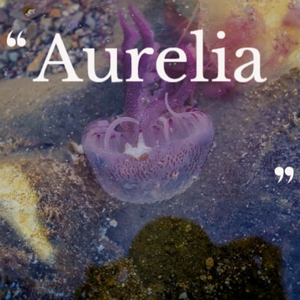 Aurelia
