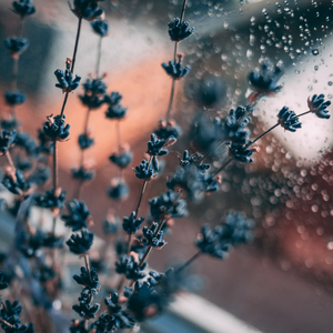 Heavy Rain on Windshield