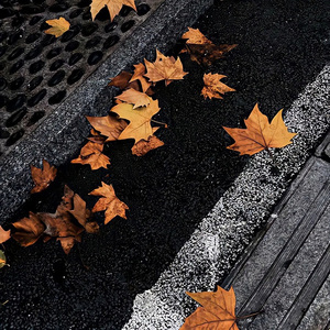 忽而今夏（小树发过芽也未必能开花）