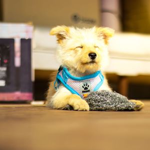 Neptune Illusion（LOFI）