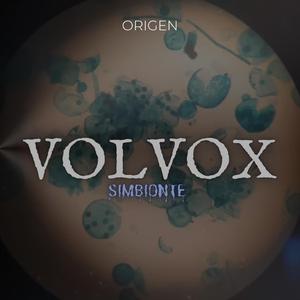 Volvox