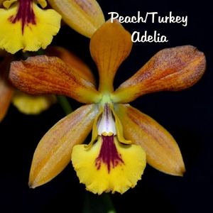 Adelia
