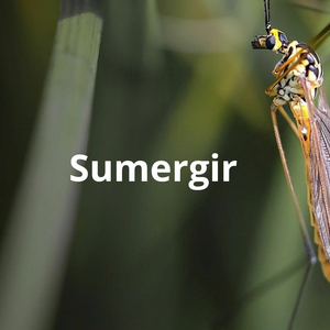Sumergir