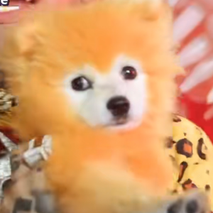 橙色萨摩耶 (prod.sunxX)