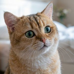 不如回家泡杯茶