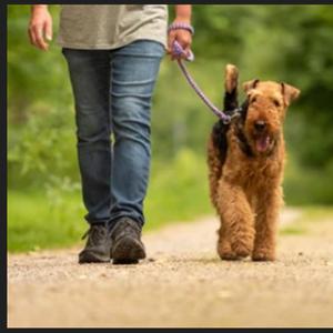 Fidèle comme un chien