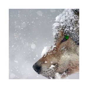 Wolf Season (Enstrumantal)