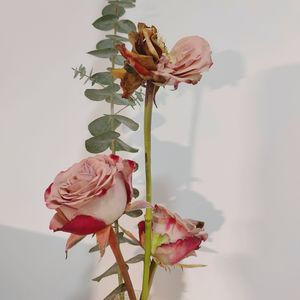 年轮（翻自张碧晨）