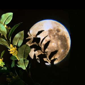 【古筝】中秋月团圆