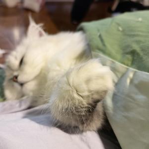 回笼觉