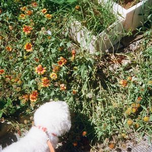 いつもシミュレーション(feat.ヤイyai)