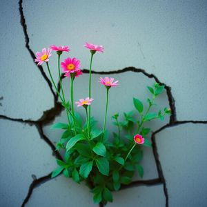 东南亚第一深情（律动版）