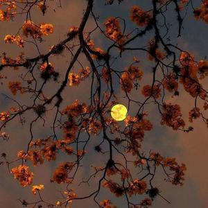 难以兑现的佳期