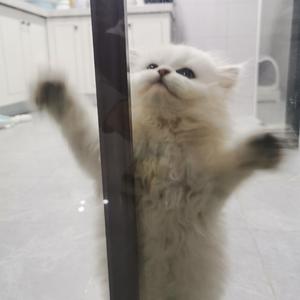 穷叉叉（抖音版）