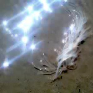 உள் நிலவு