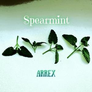 Spearmint