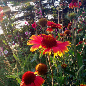 生如夏花（翻自 朴树/毕夏）