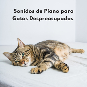 Jugueteos Felinos En Fa Mayor