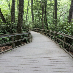 Morning Star (Envy) (feat. Angelica Bertko-Townsell)