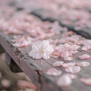 꽃이 흩날려 (Remastered)