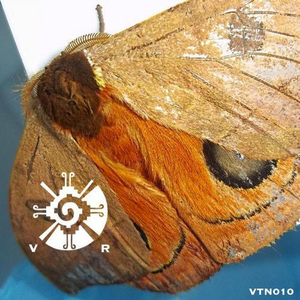 Untertagelied (Original Mix)