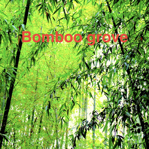Bamboo grove