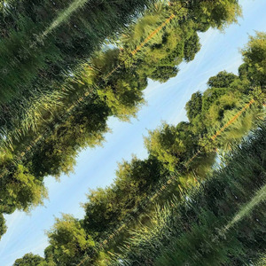 Breathing with the Forest
