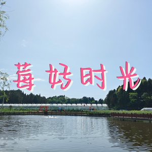 莓好时光