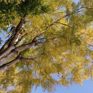 Chinese BK （GZ.郭建志 remix）