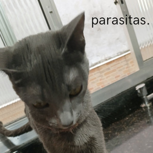Parasitas