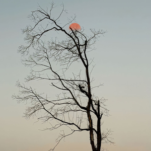 读颜真卿祭侄季明文稿