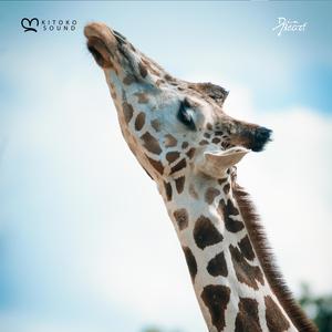 Giraffe (feat. African Lofi Girl, Arándano, Din BEATS & Kitoko Saxophone)