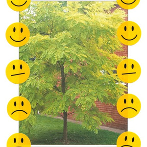 haleh