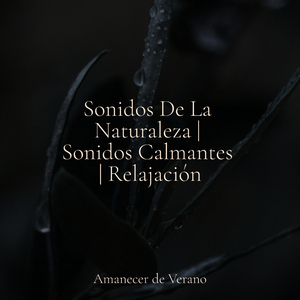 Bailando Gotas de Lluvia en el Tiempo