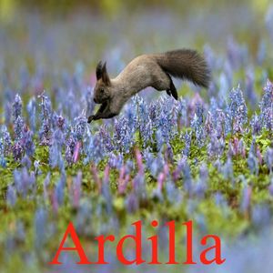 Ardilla