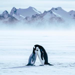 On a Wing and a Prayer