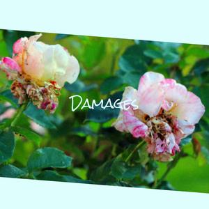 Enchantment Outnumbered