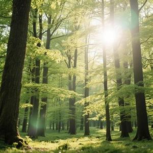 春日森林梦一场