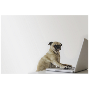 Mamba Toy (instrumental)