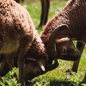 Fall Easily into Deep Sleep