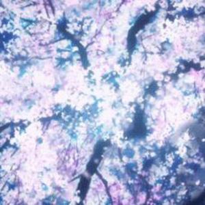 樱花的幻想