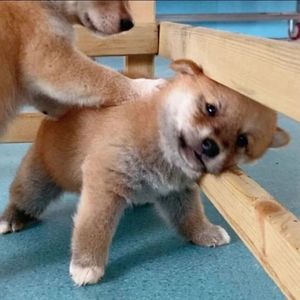 凤凰花开的路口