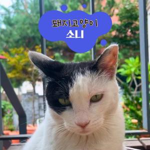 돼지고양이소니