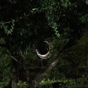 FREE FLOW FLAVA -看 远处灯火通明（demo）（武功偏参 remix）