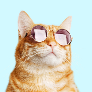 Miau Miau Miau Song
