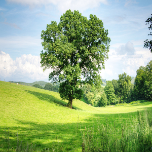 자연의 소리처럼 (자아치료, 청아한 테라피)