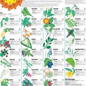 Écoute Chérie (Sped Up)