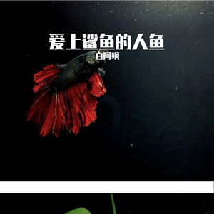 爱上鲨鱼的人鱼