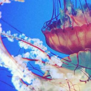 把盏 —将进酒广播剧主题曲（翻自 落樱风）