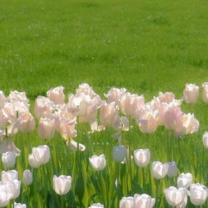 渴望被爱(prod.Ljx Ghost)